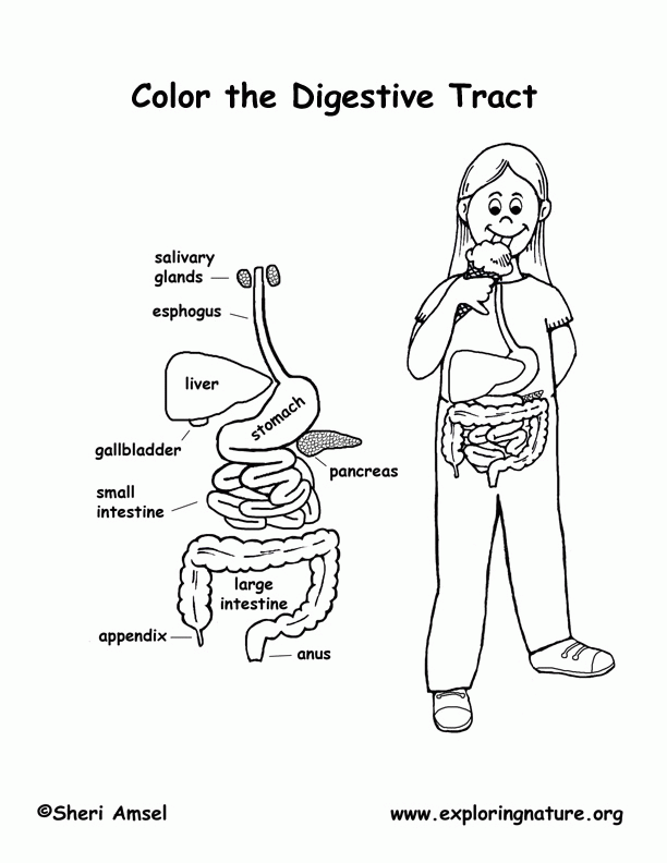 Plansa de colorat cu Biologie 44 39